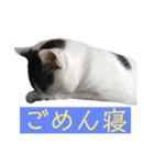 あんちょのスタンプ2（個別スタンプ：11）