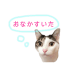 あんちょのスタンプ2（個別スタンプ：19）