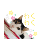 あんちょのスタンプ2（個別スタンプ：22）