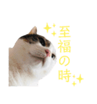 あんちょのスタンプ2（個別スタンプ：25）