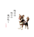 チワワのちまき（個別スタンプ：2）