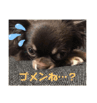 チワワのちまき（個別スタンプ：6）