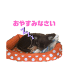 チワワのちまき（個別スタンプ：8）