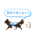 チワワのちまき（個別スタンプ：12）