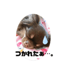 チワワのちまき（個別スタンプ：13）