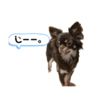 チワワのちまき（個別スタンプ：14）