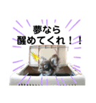 チワワのちまき（個別スタンプ：16）