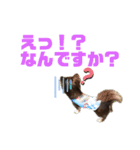 チワワのちまき（個別スタンプ：19）