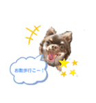 チワワのちまき（個別スタンプ：20）