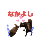 チワワのちまき（個別スタンプ：21）