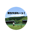 チワワのちまき（個別スタンプ：23）
