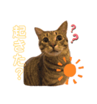やまぐち動物園（個別スタンプ：1）