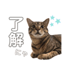 やまぐち動物園（個別スタンプ：10）