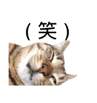 やまぐち動物園（個別スタンプ：12）