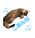 やまぐち動物園（個別スタンプ：14）