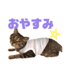 やまぐち動物園（個別スタンプ：16）