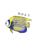 お魚図鑑(タテジマキンチャクダイ)（個別スタンプ：2）
