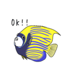 お魚図鑑(タテジマキンチャクダイ)（個別スタンプ：4）