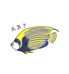 お魚図鑑(タテジマキンチャクダイ)（個別スタンプ：5）