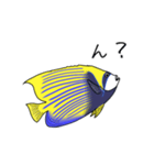 お魚図鑑(タテジマキンチャクダイ)（個別スタンプ：6）