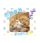 駅にゃんこ（個別スタンプ：6）