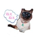 甘栗2（個別スタンプ：1）