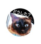 甘栗2（個別スタンプ：15）