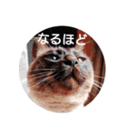 甘栗2（個別スタンプ：16）