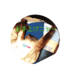 甘栗2（個別スタンプ：22）