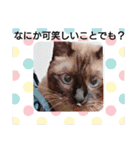 甘栗2（個別スタンプ：25）