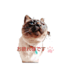 甘栗2（個別スタンプ：39）