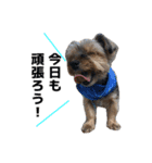 元気で可愛い陽気なヨーキー（個別スタンプ：2）