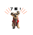 元気で可愛い陽気なヨーキー（個別スタンプ：4）