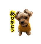 元気で可愛い陽気なヨーキー（個別スタンプ：5）