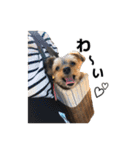 元気で可愛い陽気なヨーキー（個別スタンプ：10）