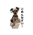 元気で可愛い陽気なヨーキー（個別スタンプ：13）
