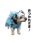 元気で可愛い陽気なヨーキー（個別スタンプ：14）