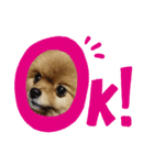 日常使えるわんわん（個別スタンプ：1）