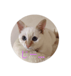 Ni_a（個別スタンプ：8）
