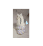 日本スピッツのティティちゃん（個別スタンプ：1）