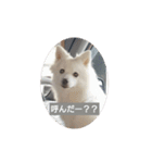 日本スピッツのティティちゃん（個別スタンプ：5）