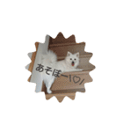 日本スピッツのティティちゃん（個別スタンプ：6）