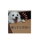 日本スピッツのティティちゃん（個別スタンプ：8）