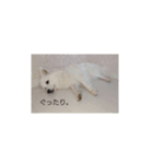 日本スピッツのティティちゃん（個別スタンプ：10）
