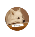 日本スピッツのティティちゃん（個別スタンプ：17）