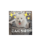 日本スピッツのティティちゃん（個別スタンプ：18）