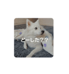 日本スピッツのティティちゃん（個別スタンプ：19）