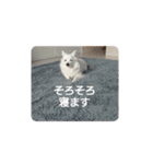 日本スピッツのティティちゃん（個別スタンプ：23）