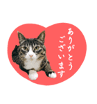愛衣ちゃん記念スタンプ（個別スタンプ：1）