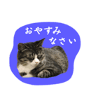 愛衣ちゃん記念スタンプ（個別スタンプ：4）